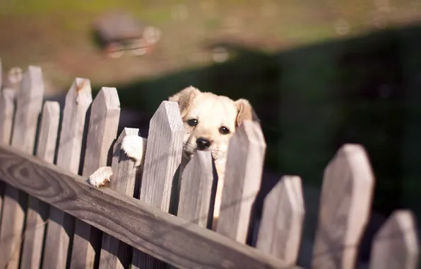 Look, the fence, dog