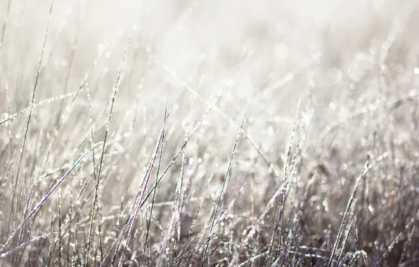 Frost, autumn, grass, morning, frost
