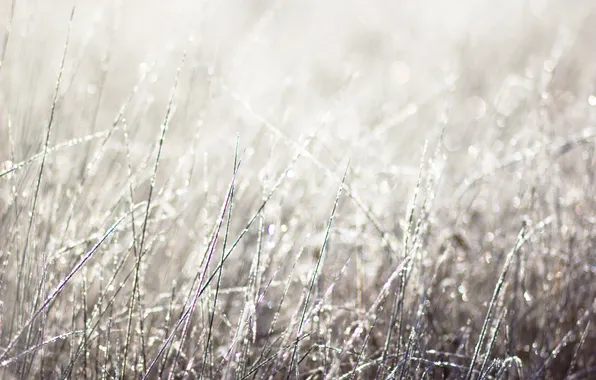Picture frost, autumn, grass, morning, frost
