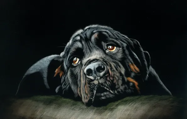 Dog, lies, by shonechacko