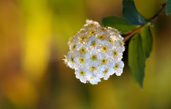 Picture flowers, white, inflorescence