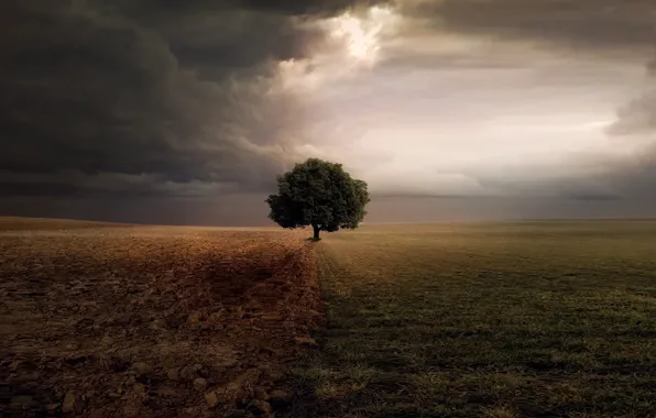 Field, the sky, grass, clouds, rendering, tree, overcast, earth