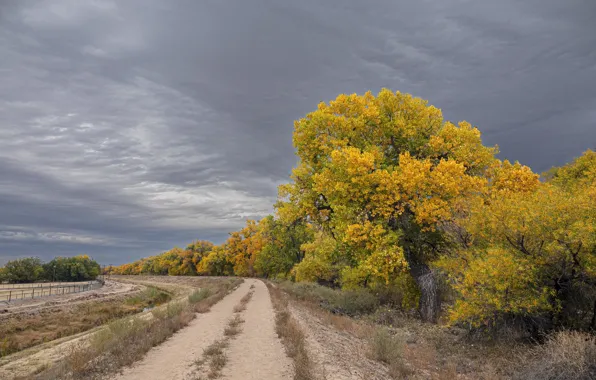 Picture road, trees, autumn, nature