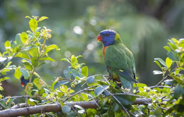 Nature, parrot, Fleur Walton