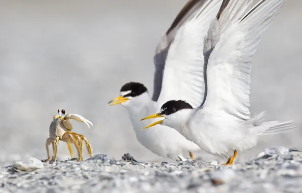 Crab, ghost crab, tern, terns