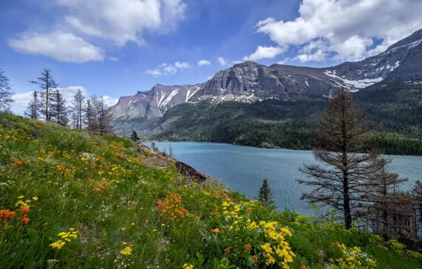 Flowers, mountains, lake, meadow