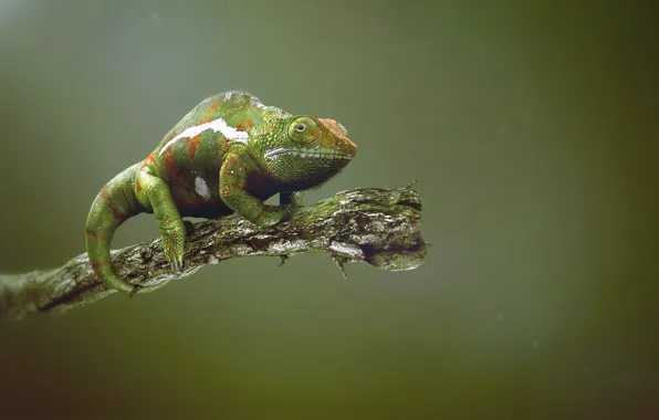Picture chameleon, branch, stick