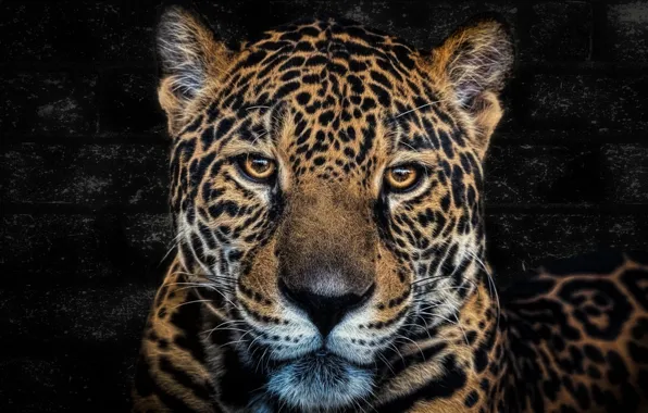Picture look, portrait, Jaguar