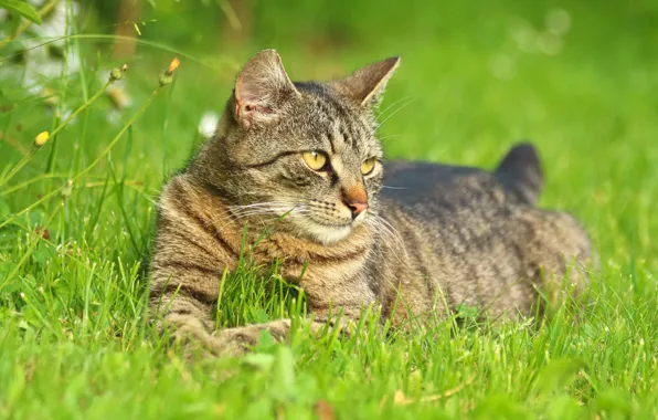 Greens, cat, summer, grass, cat, look, nature, pose