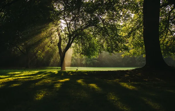 Picture trees, landscape, park, plants