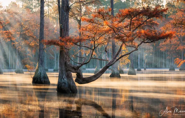 Picture rays, light, trees, landscape, nature, lake, USA, cypress