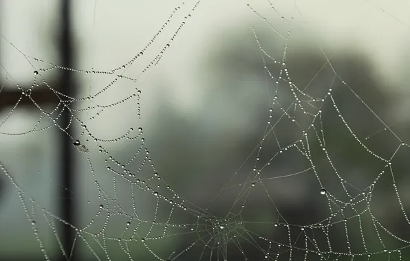 Picture drops, macro, Rosa, web, holes, holes, gossamer, Parvata