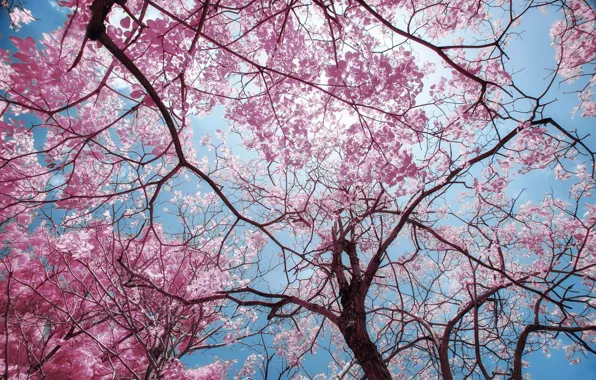 The sky, light, branches, nature, tree, blue, foliage, treatment
