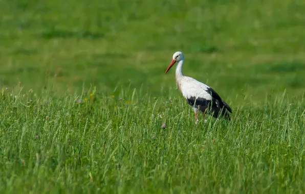 Field, nature, morning, stork, is, looks, photohunt