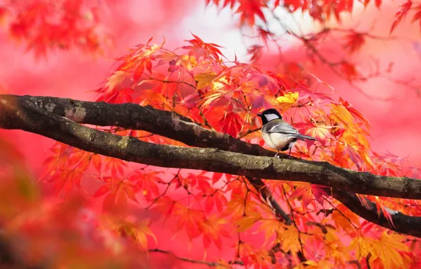 Leaves, branches, tree, bird, foliage, red, maple, maple