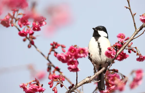 Flowers, branches, bird, spring, pink, flowering, tit