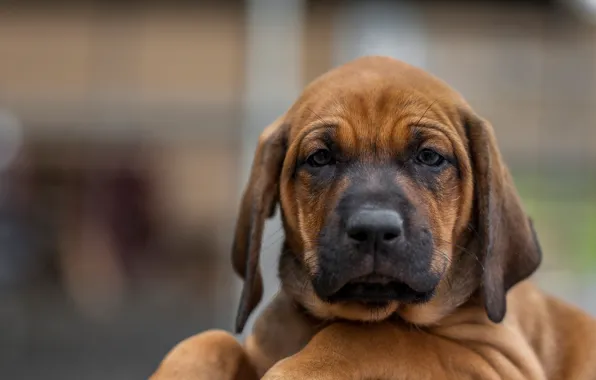 Picture look, face, background, dog, puppy, Rhodesian Ridgeback