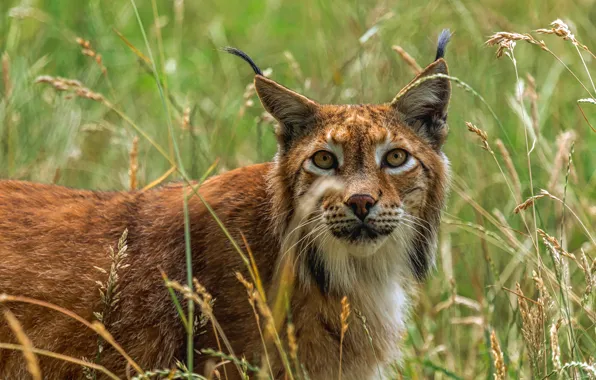 Picture look, lynx, grass, face