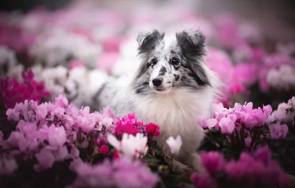 Look, face, flowers, portrait, dog, bokeh, Sheltie, cyclamen