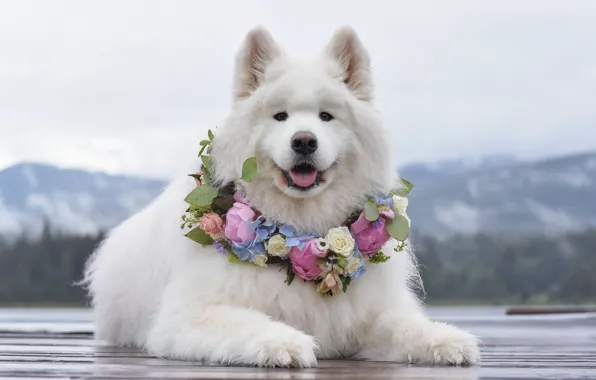 Look, pose, dog, white, face, Samoyed