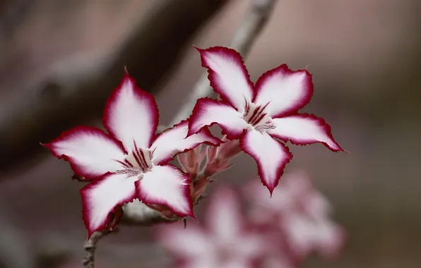 Branch, flowers, flowering, beautiful flowers