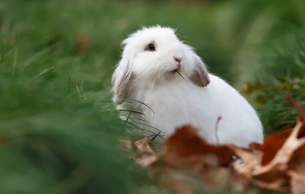 White, grass, leaves, hare, rabbit, fold, bokeh, rabbit