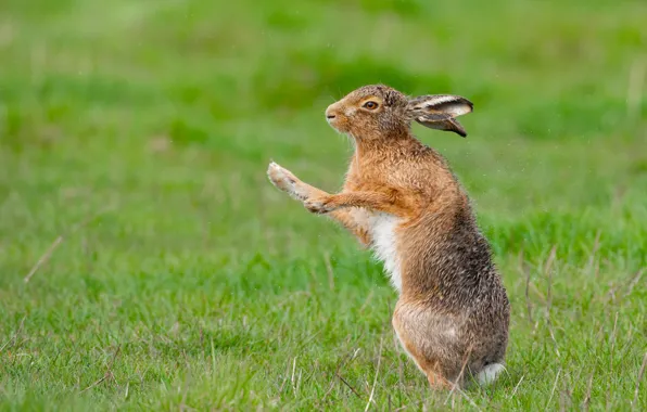 Grass, squirt, wet, pose, movement, glade, hare, paws