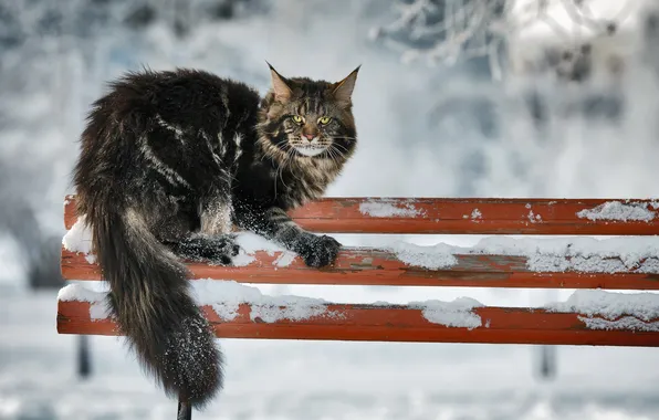 Cat, look, background