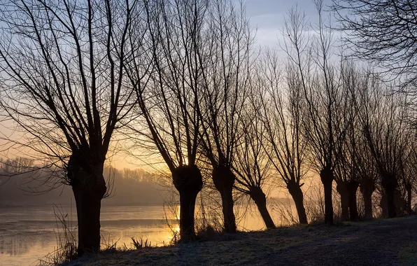 Road, trees, river, morning