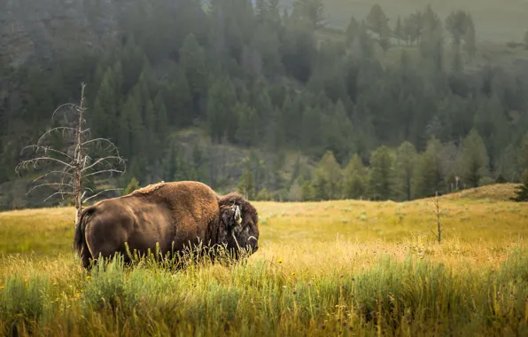 Summer, nature, Yellowstone, Buffalo