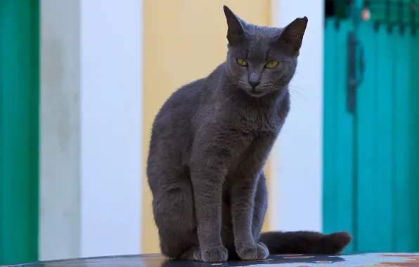 Picture cat, background, animal