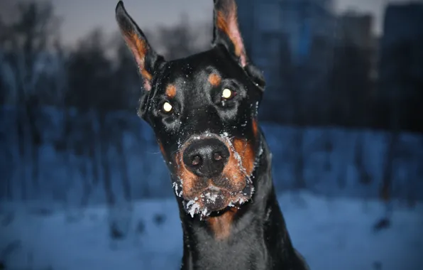 Winter, Russia, ears, funny, Doberman, pricked