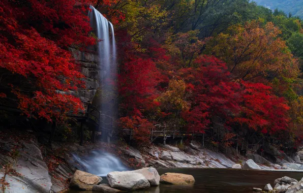 Forest, trees, rock, stones, waterfall, China