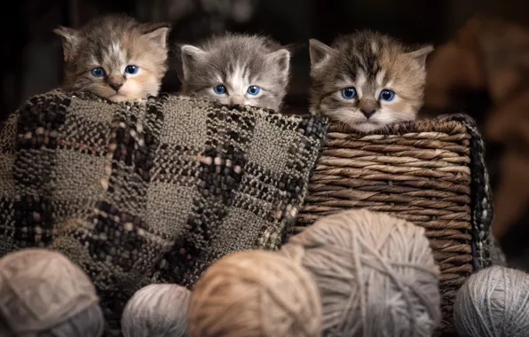 Cat, look, cats, tangle, pose, kitty, kittens, blue eyes
