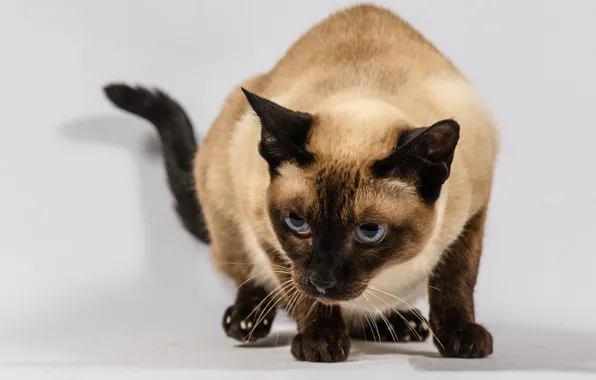 Cat, cat, look, face, pose, white background, Siamese, Siamese