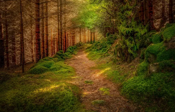 Picture Nature, Trees, Forest, Trail, Moss