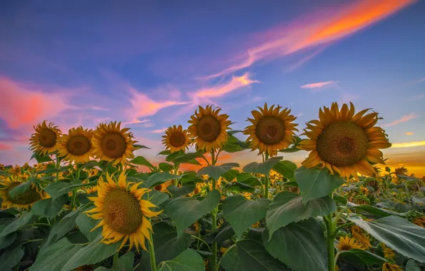 Field, summer, sunflowers, sunset, the evening