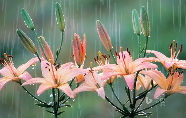 Nature, rain, Lily, petals, Bing