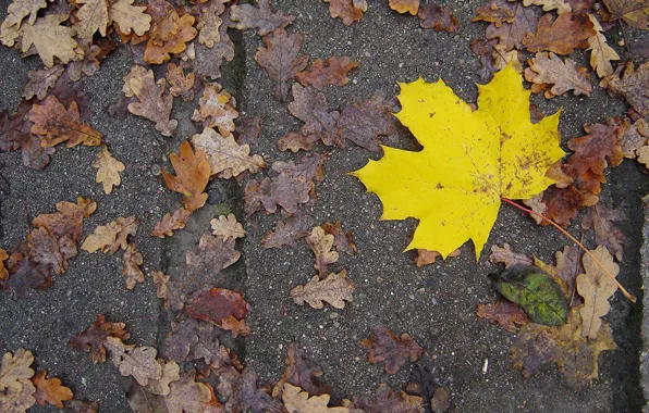 Sheet, Yellow, Autumn