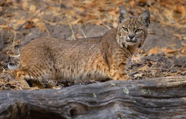 Autumn, look, face, nature, log, lynx, wild cat, bokeh