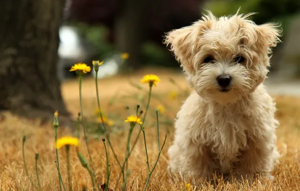 Puppy, dandelions, lapdog