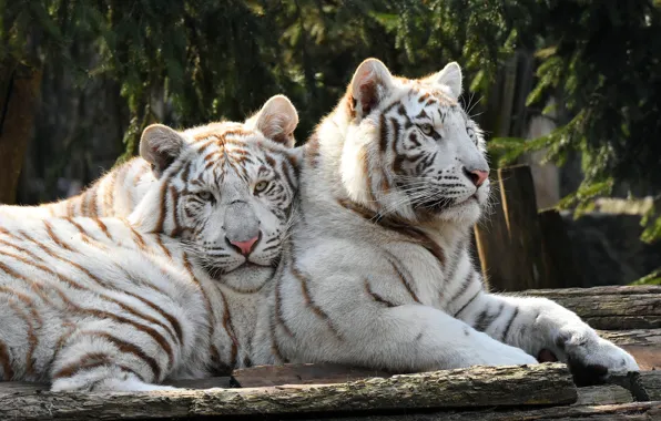 White, look, face, tiger, pose, background, pair, log