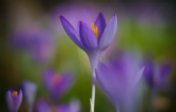 Flowers, spring, crocuses