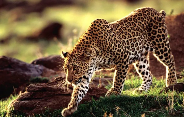 Wallpaper, animal, wild, animal wallpaper, wild animal