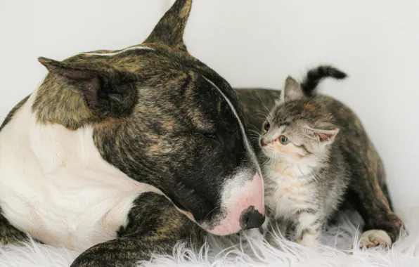 Picture Kitty, Two, Animals, Bull Terrier, Pets, Sobka