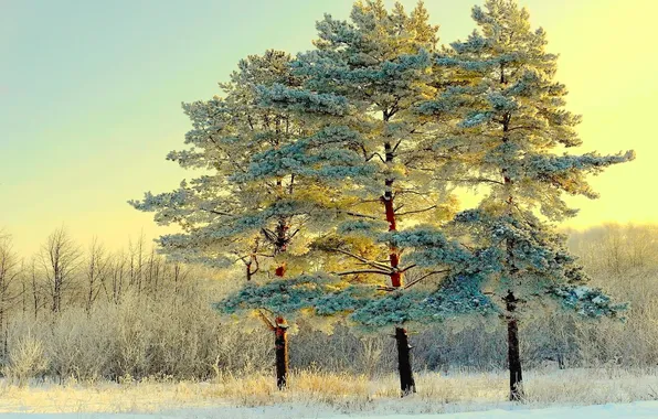 Winter, frost, forest, the sky, light, snow, trees, branches
