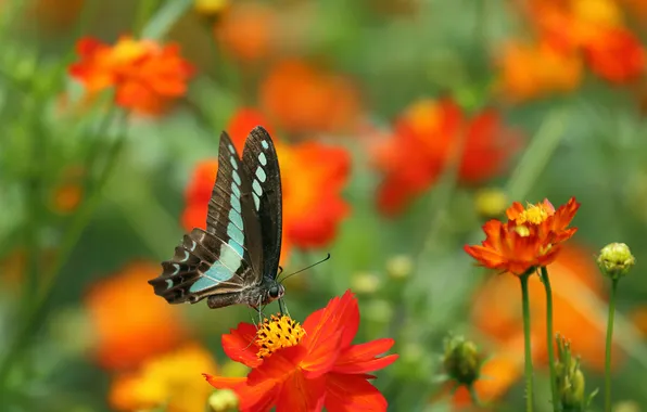 Picture flowers, butterfly, flutter