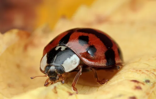 Sheet, ladybug, insect, veins