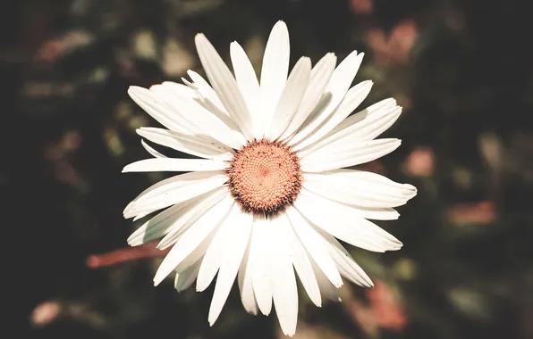 White, flower, petals
