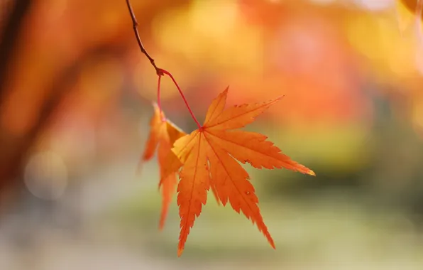 Picture autumn, macro, sheet, glare, background, branch, razmytost